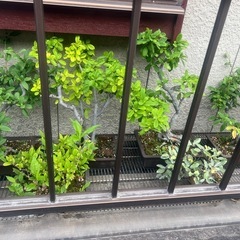 【受付一旦ストップ】盆栽の画像