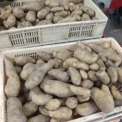 じゃがいも メークイン 男爵