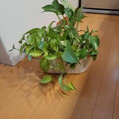 【受け渡し完了】3種類のポトス（水差し）の画像