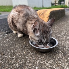 🐾【迷い猫かもしれません】🐾