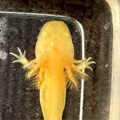 ウーパールーパー　アルビノゴールデン　安心サイズ　10センチ弱の画像