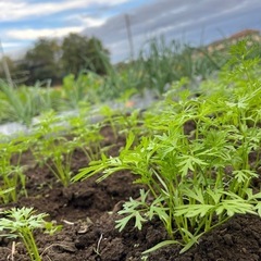 菜園サークル