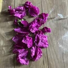 ブーゲンビリアの画像