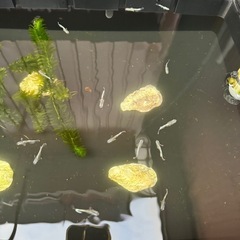 (メダカ)ホワイトヴェールの画像