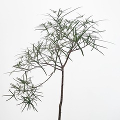 観葉植物 ブラキキトン ボトルツリーの画像