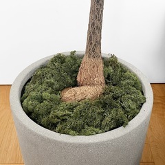 観葉植物 ブラキキトン ボトルツリーの画像