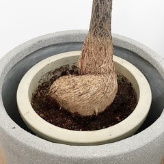 観葉植物 ブラキキトン ボトルツリーの画像
