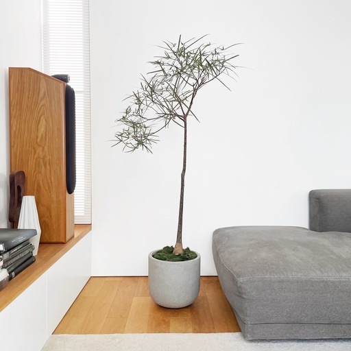 観葉植物 ブラキキトン ボトルツリー