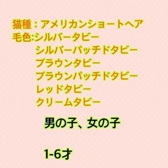 🐾猫たちの新しい家族を募集します🐾