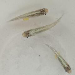 🌈緑光メダカ有精卵３５粒(保証含む)🌈の画像