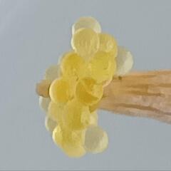 🌈緑光メダカ有精卵３５粒(保証含む)🌈の画像