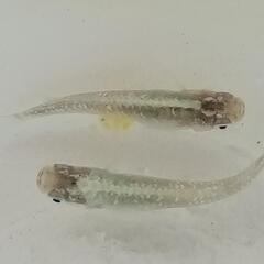 🌈緑光メダカ有精卵３５粒(保証含む)🌈の画像