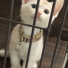 ベージュ&グレーのレアカラーの子猫。