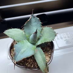 相談中　アガベ　チタノタブルーの画像