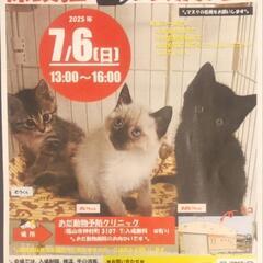 7月6日福山で保護猫の譲渡会