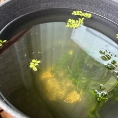 青メダカの有精卵　10個〜の画像