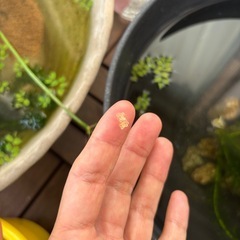 青メダカの有精卵　10個〜の画像