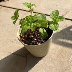 🌱香りのいいスペアミント　1株🌱　選べるおまけ付き