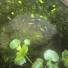 ミックスメダカ　めだか