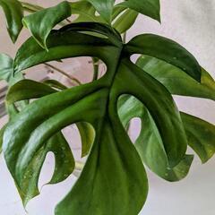 モンステラ　切り枝　観葉植物