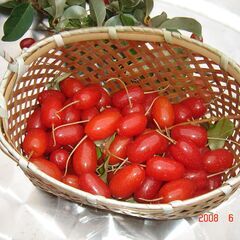 びっくりグミ（大グミ）の画像