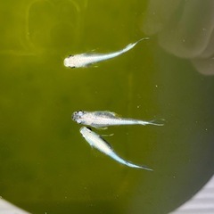 めだか 稚魚の画像