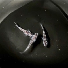 めだか 稚魚の画像
