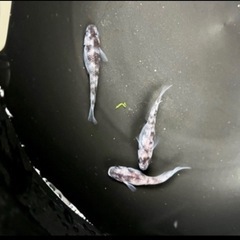 めだか 稚魚の画像