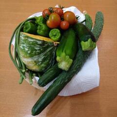 採れたて野菜　6種類セットの画像