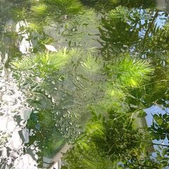 水草#マツモ#植物の画像