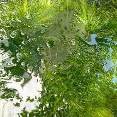 水草#マツモ#植物の画像