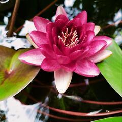 シ−ズン到来！『睡蓮の名品』の開花サイズ！の画像