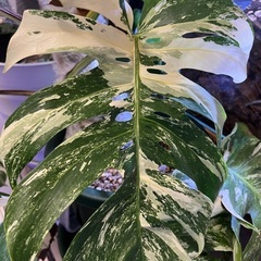 観葉植物のお引き取り