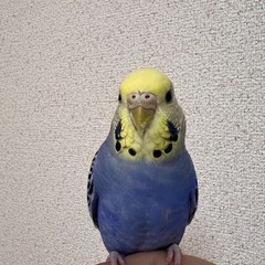 セキセイインコ　メス　レインボー