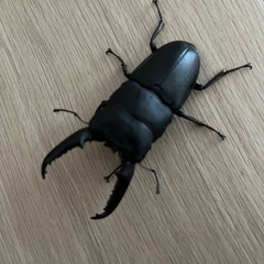 イキヒラタオスの画像