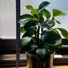 観葉植物　ペペロミア・オブツシフォリアの画像