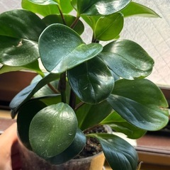 観葉植物　ペペロミア・オブツシフォリアの画像