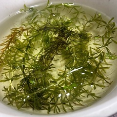 水草 メダカ アナカリス