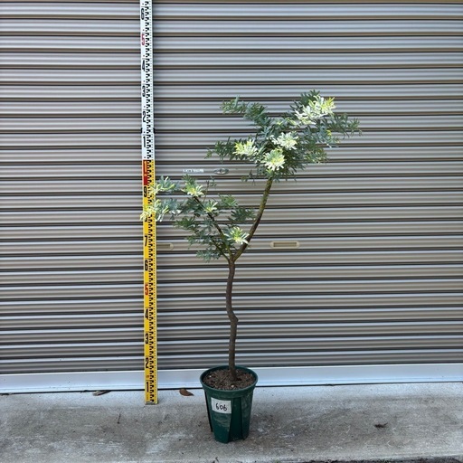 ギンヨウアカシア　ミモザ　鉢植え