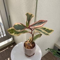 ペペロミア　ジェリーライト　植物の画像