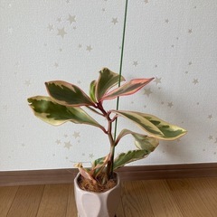 ペペロミア　ジェリーライト　植物の画像