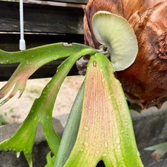 ビカクシダ　コウモリラン　ウィリンキーの画像