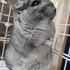 ☘️週末セール中☘️即日お迎え可能な子達🐹🐶🐈️