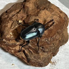 お話中　⑤パプアキンイロクワガタ　ペアの画像