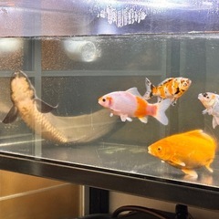 フナキン(オス)　金魚