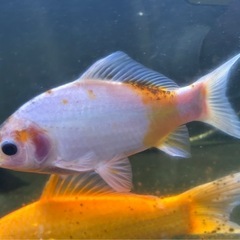 フナキン(オス)　金魚の画像