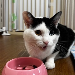 里親様決定しました　　オッドアイの女の子　 - 春日部市