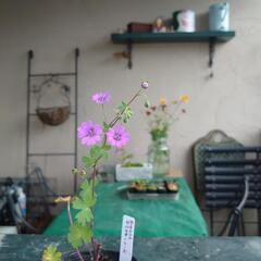 ゲラニウム”ビルウォーリス”宿根草 花❁⃘*.ﾟ庭  ガーデニングの画像