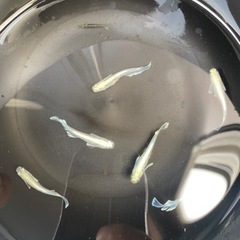 エメキン　有精卵　50個　②