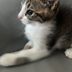 子猫の里親さんを募集しています